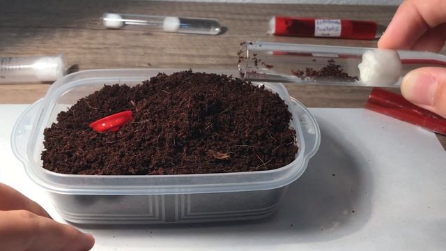 Hypoponera Punctatissima Kraliçesinin Tüpüne Torf Koydum смотреть онлайн