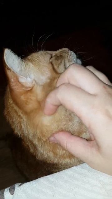 Рыжий Кот здоровается. Кошачьи ласки 🐈 без кота жизнь не та... смотреть онлайн