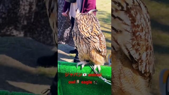japan animal owl @ eagle ジャパン смотреть онлайн