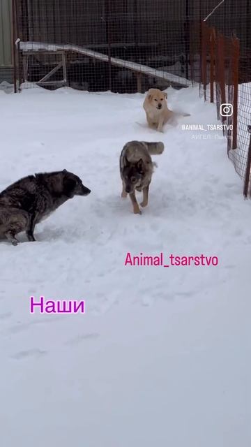В мире проблемы, у собак стабильность. Немного размышлений в комментах. #приют #животные #собаки смотреть онлайн