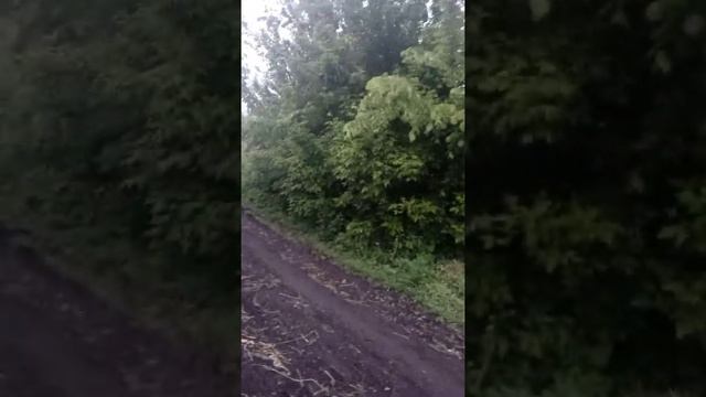 Соловьи смотреть онлайн