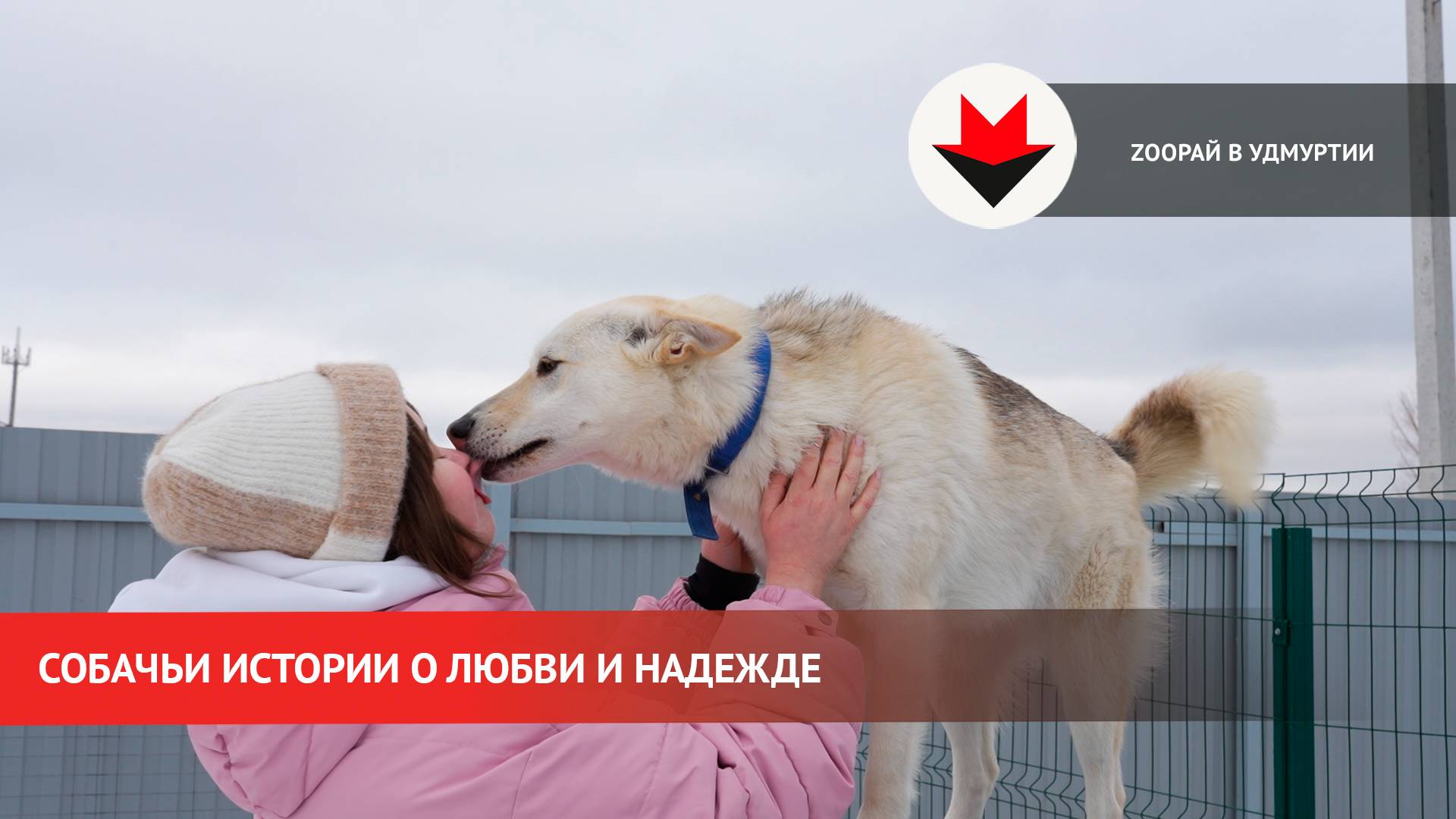 Zоорай в Удмуртии – путь к дому: собаки ждут любящих хозяев смотреть онлайн