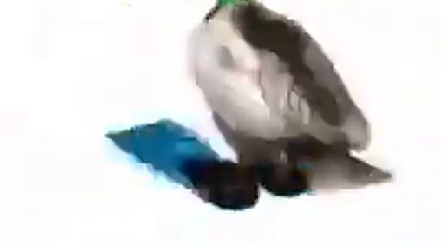 утка читает битбокс смотреть онлайн
