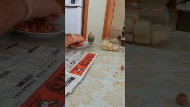 Карелла кушает орешки смотреть онлайн