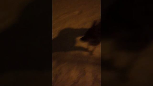 Мы с Хлоей гуляем, а я в мыслях пою песни инстасамки! смотреть онлайн