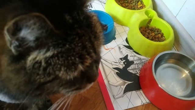 Мама пришла с работы.🙏🏻#моякасюня #котики смотреть онлайн