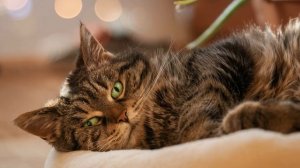 🐈 Звук мяукающей кошки в высоком качестве 💯 %