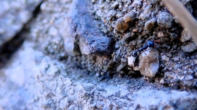 クロナガアリ？の運搬　Messor aciculatus　（ant、ants、黒長蟻） смотреть онлайн