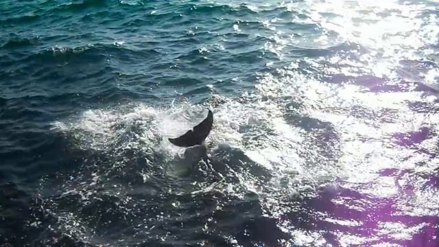 Delfín Mular nos enseña su aleta caudal en Tarifa www.aventuramarina.org смотреть онлайн