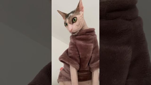 Ликой Блинчик смотреть онлайн