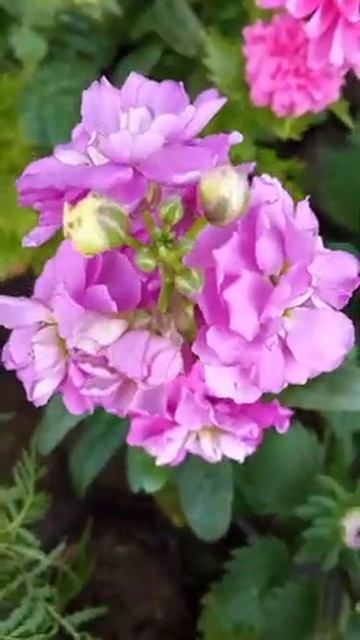 ম্যাথিওলা ইনকানা গোলাপী রঙের/Matthiola incana flowers pink color смотреть онлайн