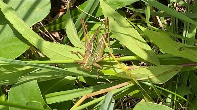 ニシキリギリス смотреть онлайн