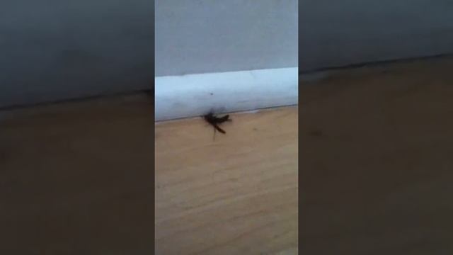 Stupid bug смотреть онлайн