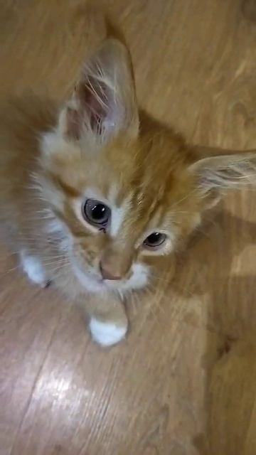 мейн кун 2 месяца смотреть онлайн