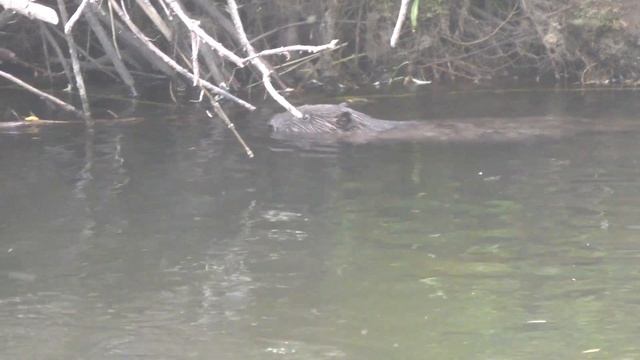 156 Серия Бобр, Иван Заметил Плывущего Бобра, он Срезал по берегу и выплыл рядом Нас Бобр не учуял смотреть онлайн