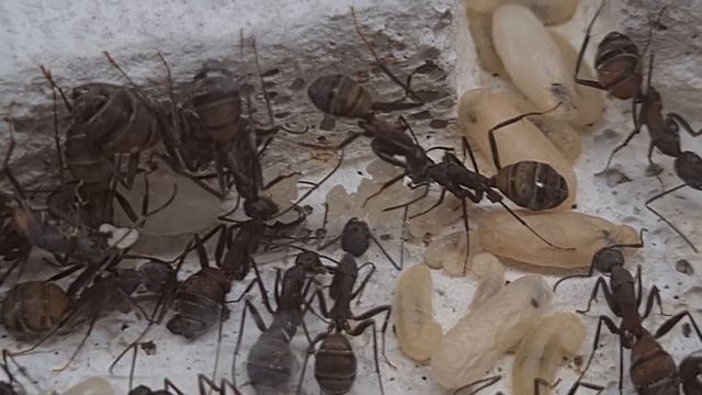 Les fourmis de Nico,suivi d'élevage #35 #ants #fourmis #insects смотреть онлайн