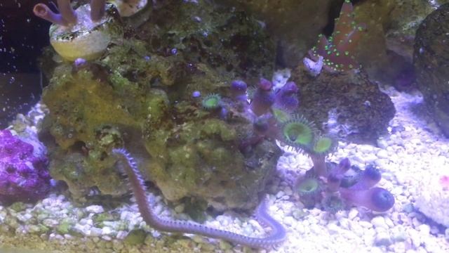 Огненный червь в морском аквариуме! смотреть онлайн