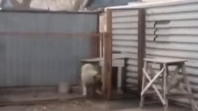 Собака-танцевака. смотреть онлайн