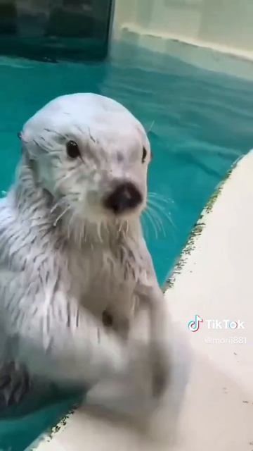 sea otters смотреть онлайн