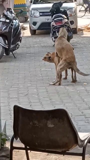 DOG IS XXX ll#goodxxx #youtubeshorts #shortvideo смотреть онлайн