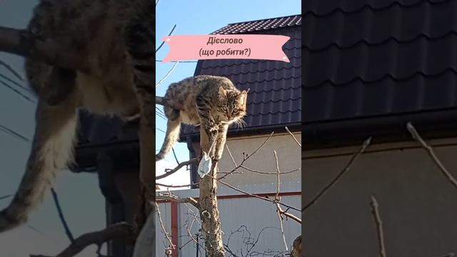 Казка про самостійні частини мови 😺 😺😺😺😺😺 смотреть онлайн