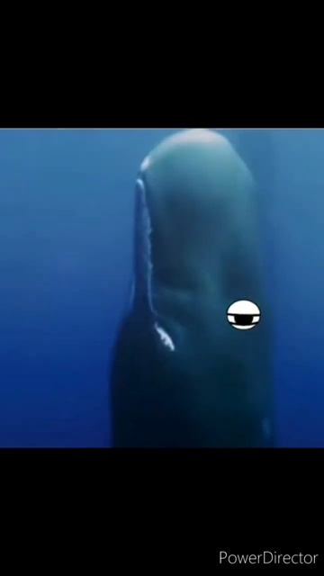 Why Sperm Whales Sleep Vertically🤔|#shorts #ytshorts #facts смотреть онлайн