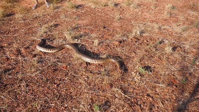 Black-headed Python reveals, Western Australia, June 2023 смотреть онлайн