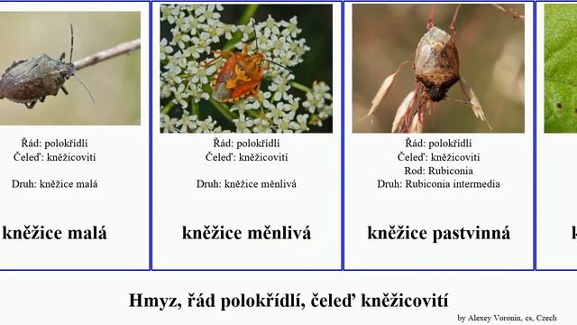 Hmyz, řád polokřídlí, čeleď kněžicovití kněžice insect malá měnlivá Pentatomidae rudonohá zdobená смотреть онлайн