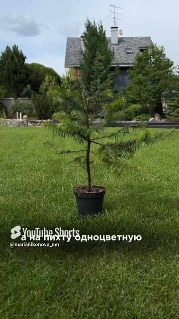 КАК ГРАМОТНО ПОСАДИТЬ САД смотреть онлайн