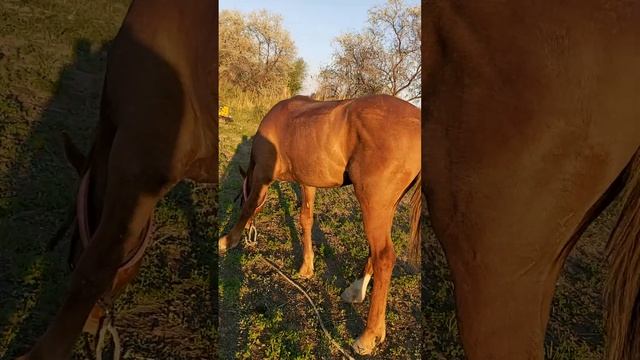 Дончак осипти 01.05.23 смотреть онлайн