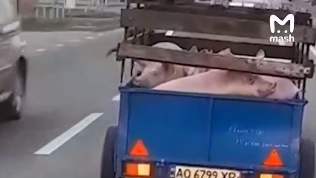 В украинском Мукачеве независимые даже свиньи смотреть онлайн