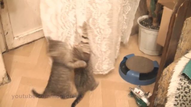 Attack of nerves / Джентельмены кошачьи смотреть онлайн