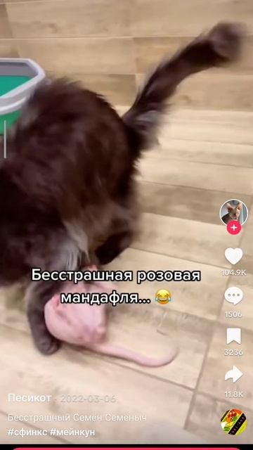 ПОЛЕЗНЫЕ КОТЫ И НЕ КОТЫ. #юмор #приколы #сказка #прикол #кошки смотреть онлайн