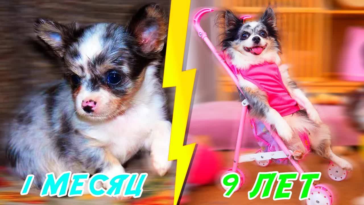 Стыдные истории щенка: День рождения Софи глазами собаки! смотреть онлайн