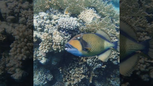 Giant Titan Fish - friendly TriggerFish | Egypt | Bay | Reef | Red Sea | #Shorts смотреть онлайн