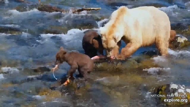 Медведи Катмай. Медведица и медвежата - Katmai bears. The bear and the cubs смотреть онлайн