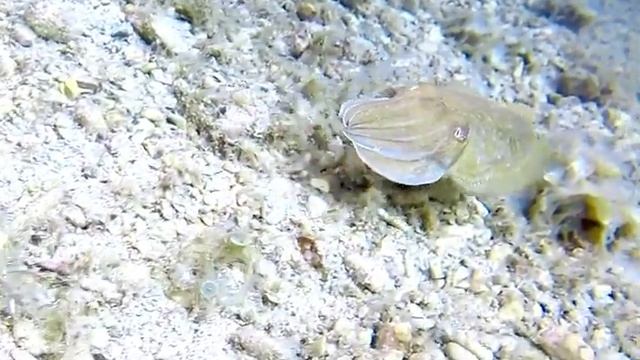 European Common Cuttlefish, Sepia Officinalis, Sepie