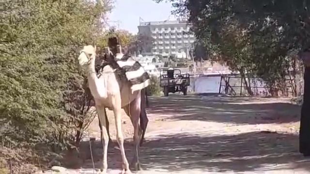 Когда верблюд проголодается вдруг. Египет/ When the camel gets hungry, Egypt смотреть онлайн