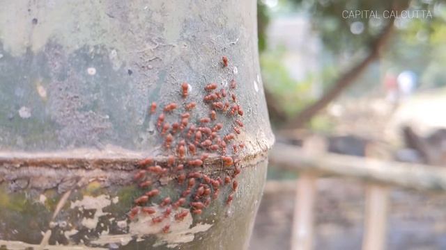 Parasitic Lice/ Bonno Laal Pipre смотреть онлайн