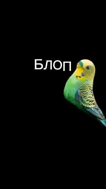 БЛОП ТОП АНИМАЦИЯ смотреть онлайн