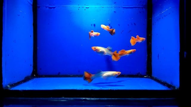 Гуппи Koi albino смотреть онлайн