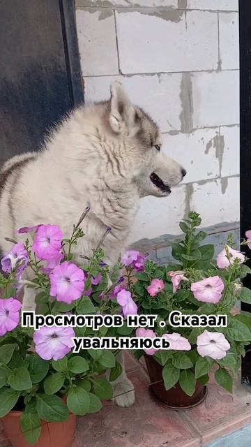хаски Роки. #рекомендации #собака #husky #хаски #животные #wolf #юмор #топ смотреть онлайн