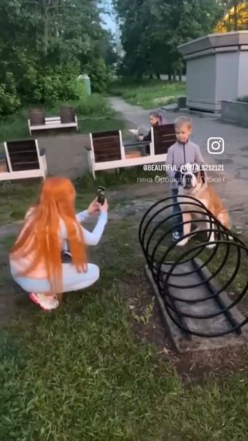 #лайки #рекомендации #сенбернар #смешныеживотные #фотосессия #реклама #юмор #блогер #животные смотреть онлайн