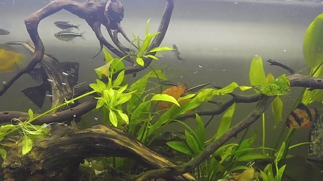 Discus and Angels смотреть онлайн