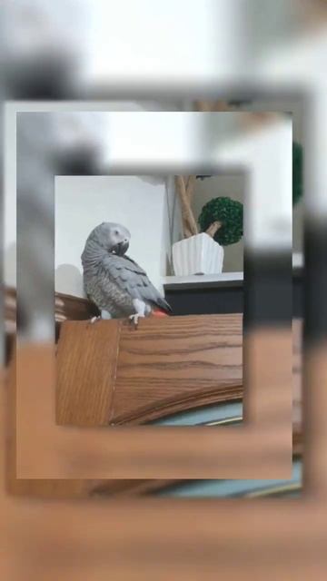 #Beautiful Pictures of African grey parrot смотреть онлайн
