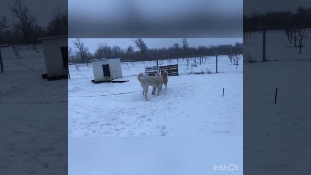 Настоящая зима) и отличная погода для собак) смотреть онлайн