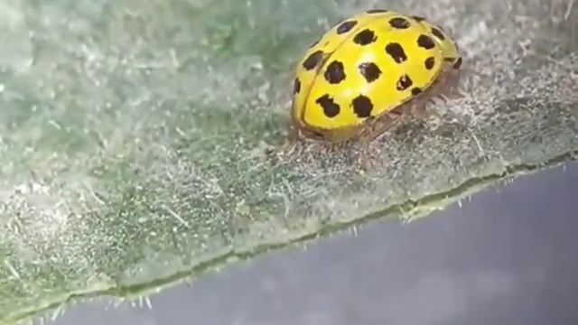 22-spot ladybird eating powdery mildiew смотреть онлайн