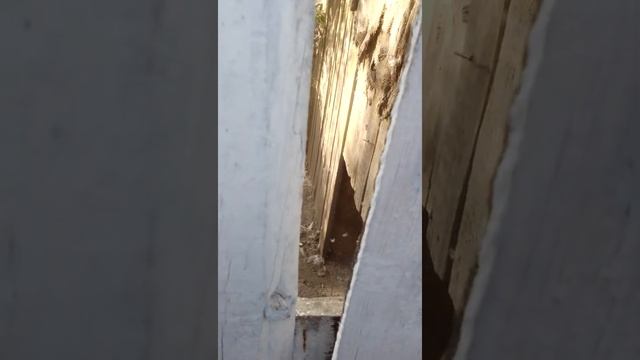 Петух VS Утка смотреть онлайн