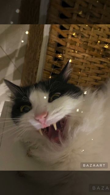 Приступ бешенства 😼 смотреть онлайн