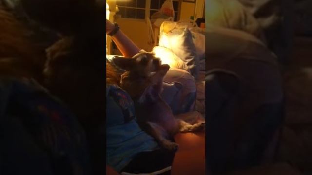 Dog or mutant koala bear? смотреть онлайн